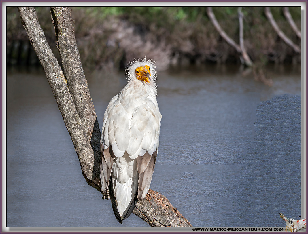 Vautour Percnoptère